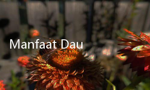 Manfaat Daun Pinduh, Dicicip Kimbab Family dan Diklaim Bikin Awet Muda